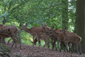 A flock of female and young Red Deer in a forest A flock of female and young Red Deer in a forest